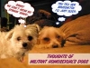 MilitantDogs.sized.jpg