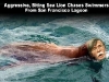 SeaLionValues.jpg
