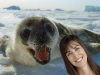 StephBabySeal.jpg