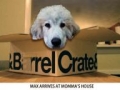 max_in_crate_and_barrel_box.jpg