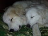 sleepingdogs