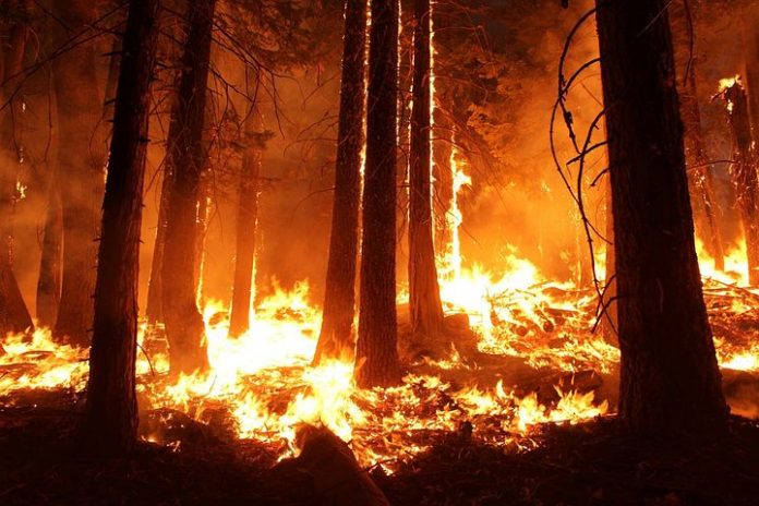 wildfire-1105209__480