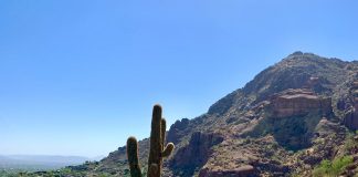 Phoenix Arizona Cactus