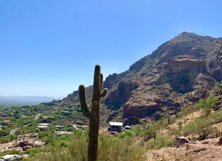 Phoenix Arizona Cactus