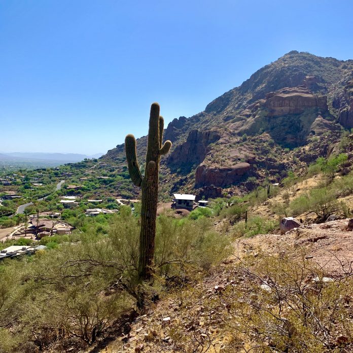 Phoenix Arizona Cactus